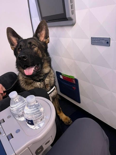 First Class, Four Paws
