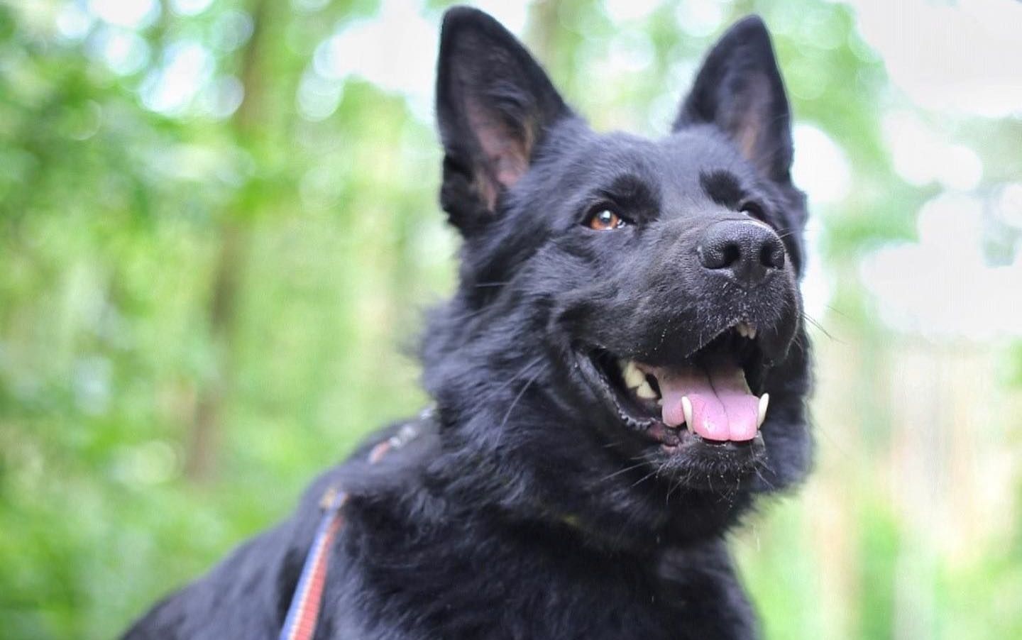 Dog Training 2025