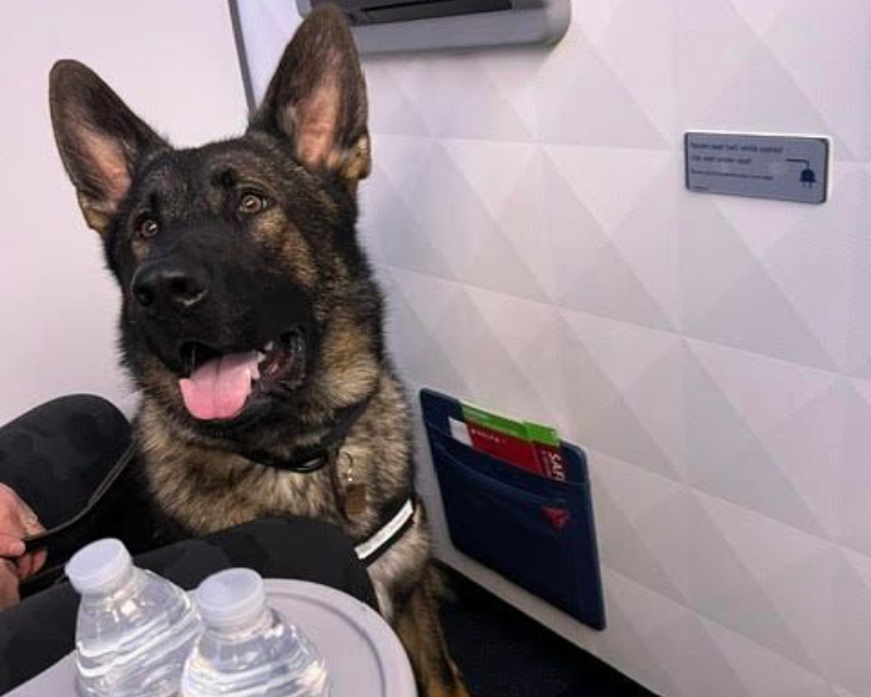 German shepherd sitting calmly in a commercial airplane cabin seat