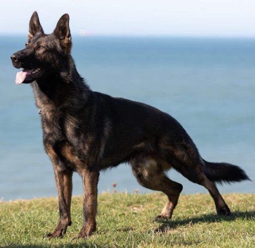 german shepherd protection dog