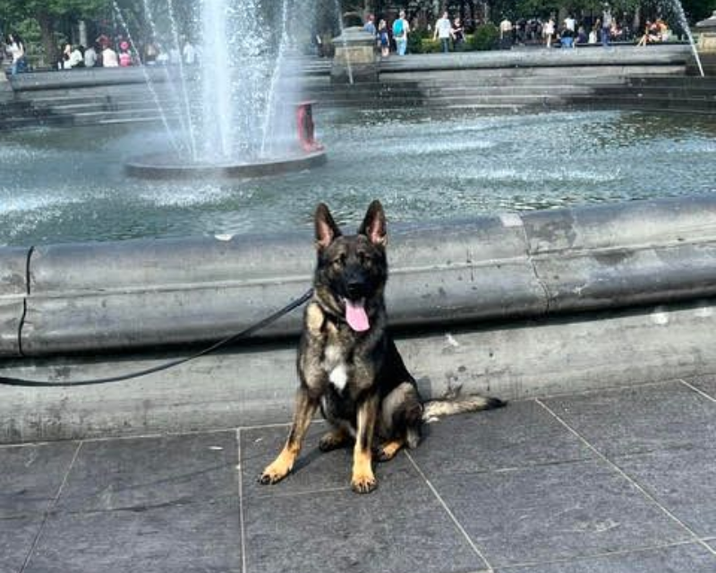 German shepherd holding a stay at Washington Square Park in New York