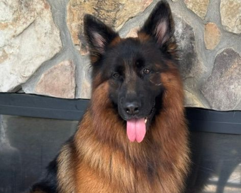 Sable shepherd relaxed indoors
