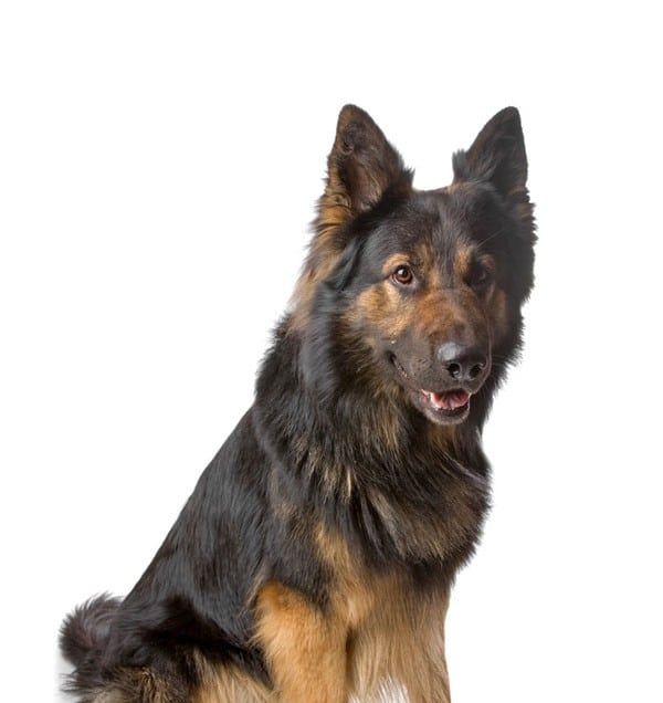 Sarko male German Shepherd
