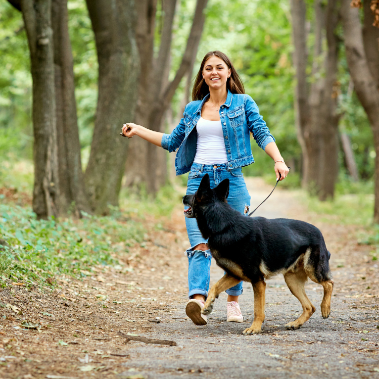 Buyer's Guide to Protection Dogs