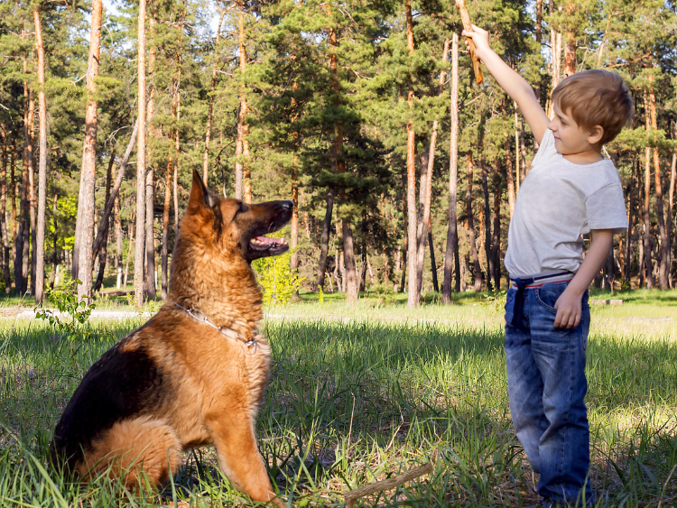 Protection Dog