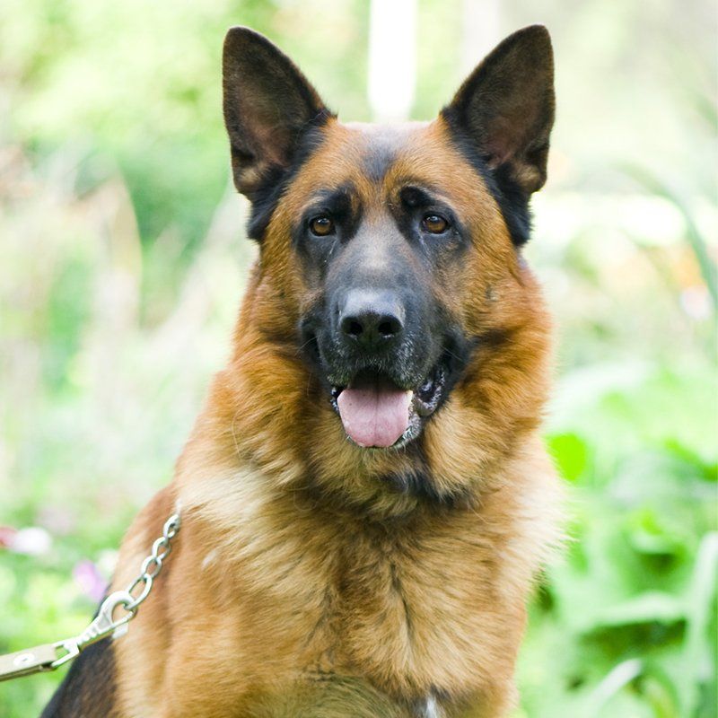 Sarko Male german shepherd