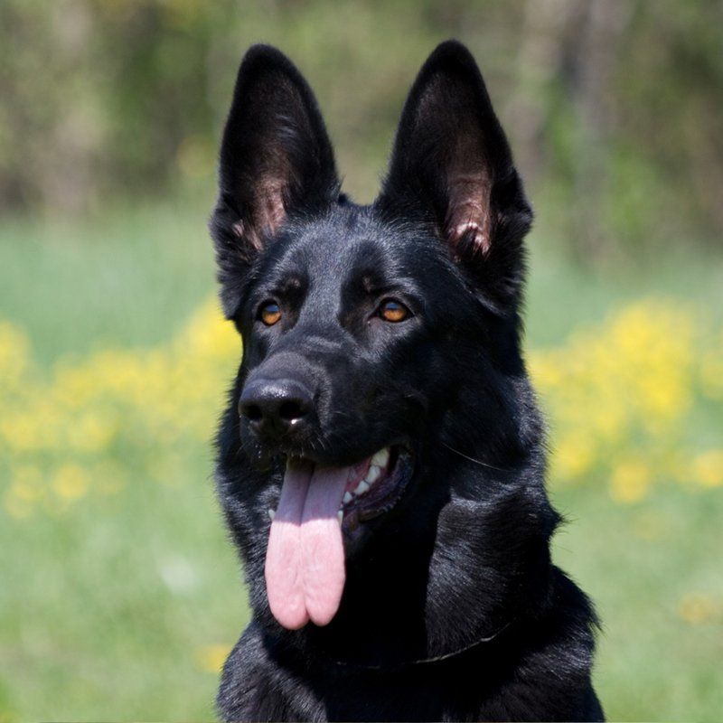 Rooney - protection dog for sale