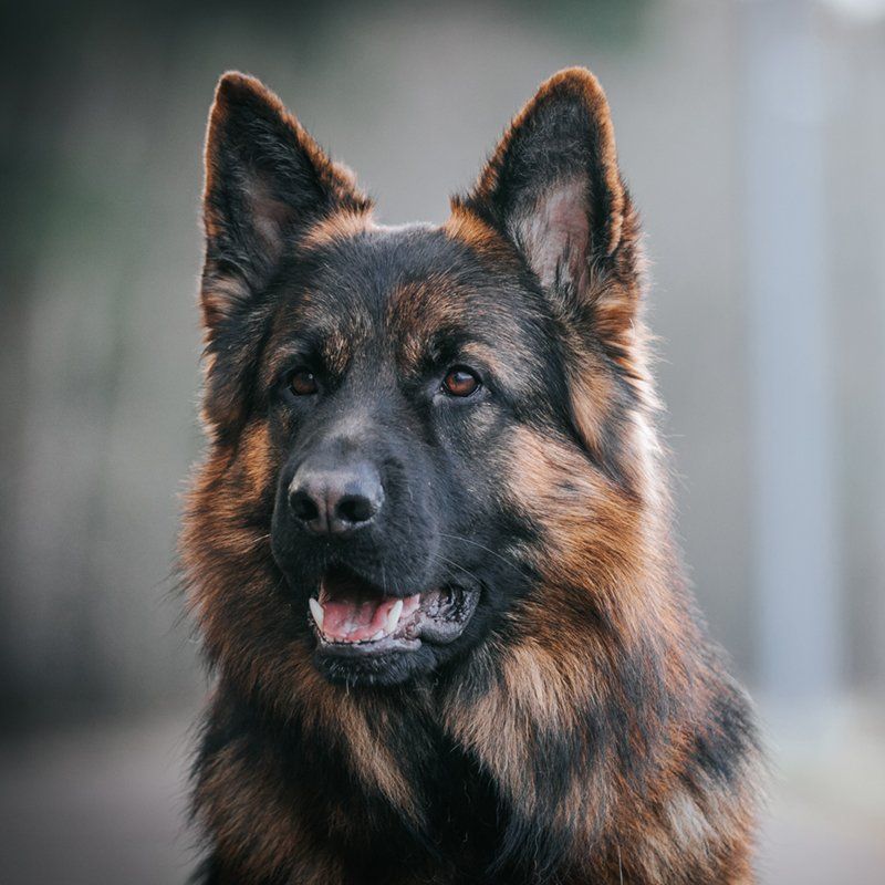 Male german shepherd Male german shepherd