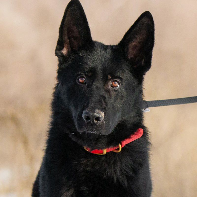 A black German Shepherd for sale wearing a red collar looks at the camera