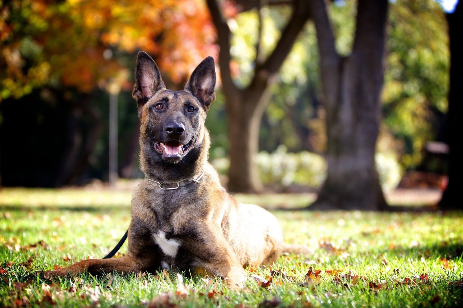 Morgan Hill CA Protection Dogs morgan hill protection dogs