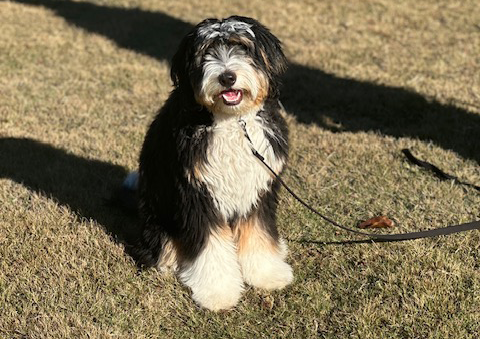 Tri-colored Bernedoodle sits in grass with leash attached during Full Contact K9 obedience training