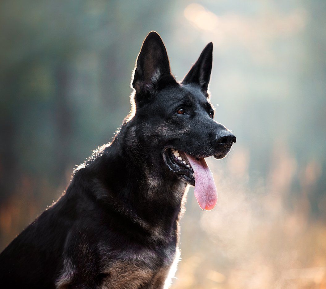 get a german shepherd protection dog german shepherds