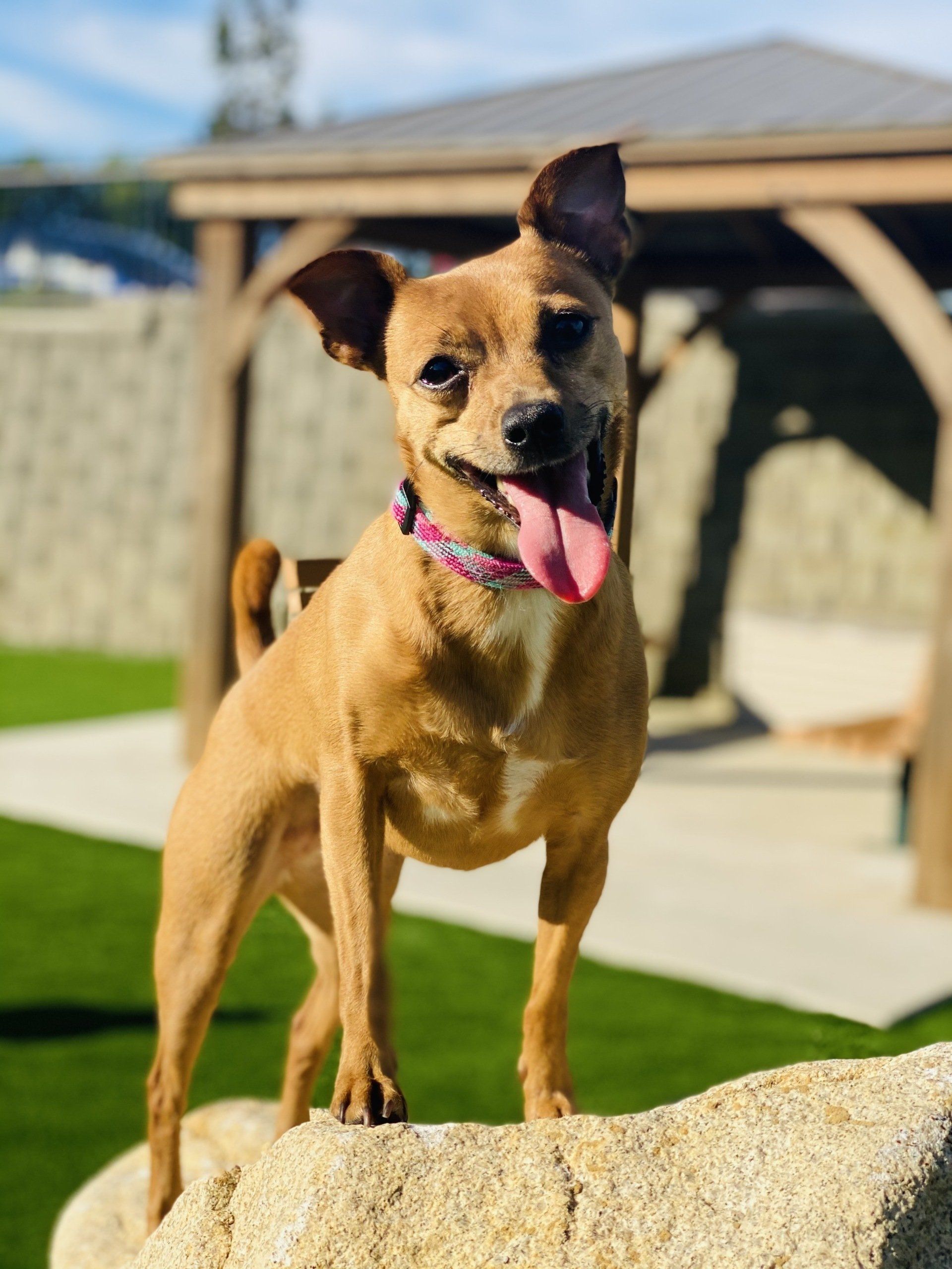 dog park