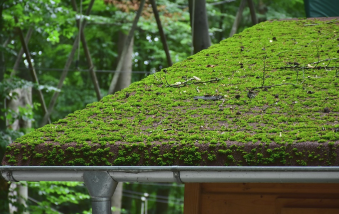 a residential roof covered in green moss