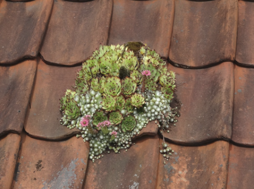 lichen and moss growing on wooden shingles
