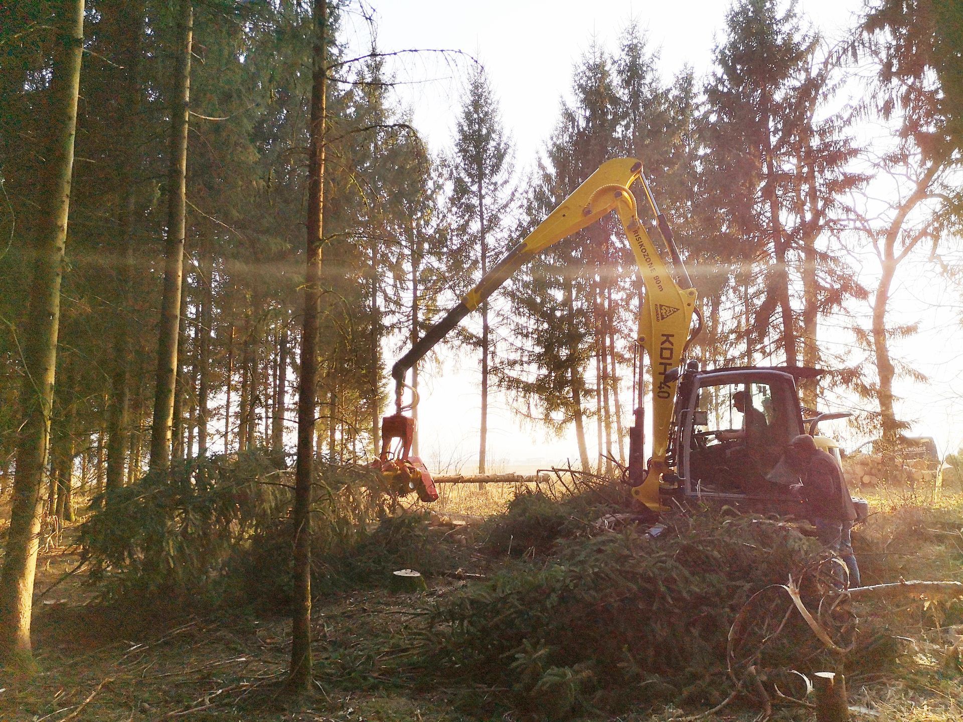 Ein gelber Bagger rodet Gestrüpp in einem sonnenbeschienenen Wald