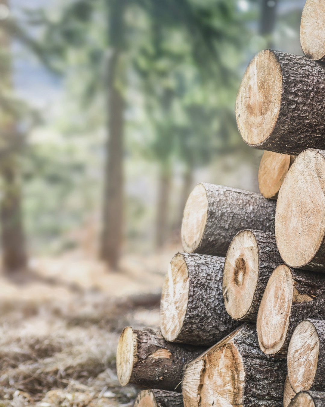 Auf einer Waldlichtung gestapelte Baumstämme, im Hintergrund verschwommene Bäume.