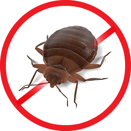 Bed Bugs