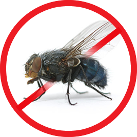 Flies