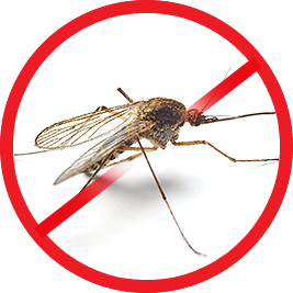 Mosquitos