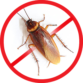 Roaches