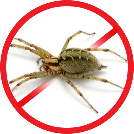 Spiders