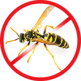 Wasps