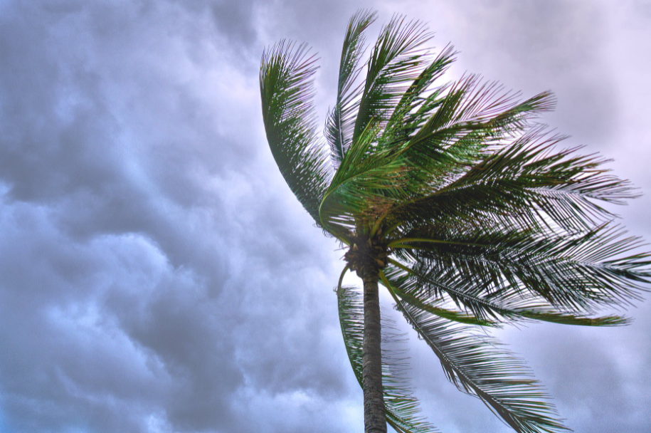 palm tree blowing in the wind