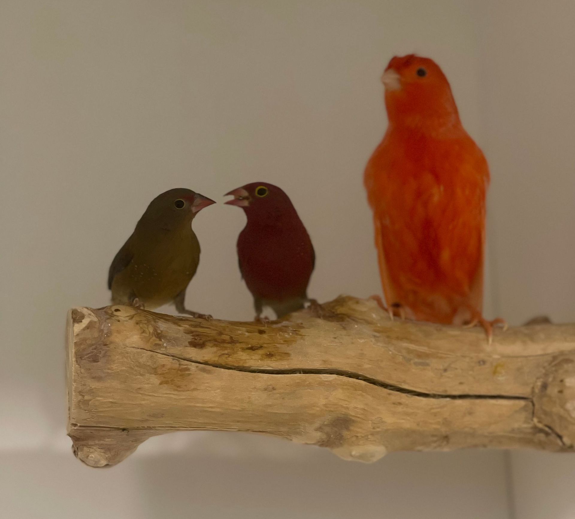 Birds4