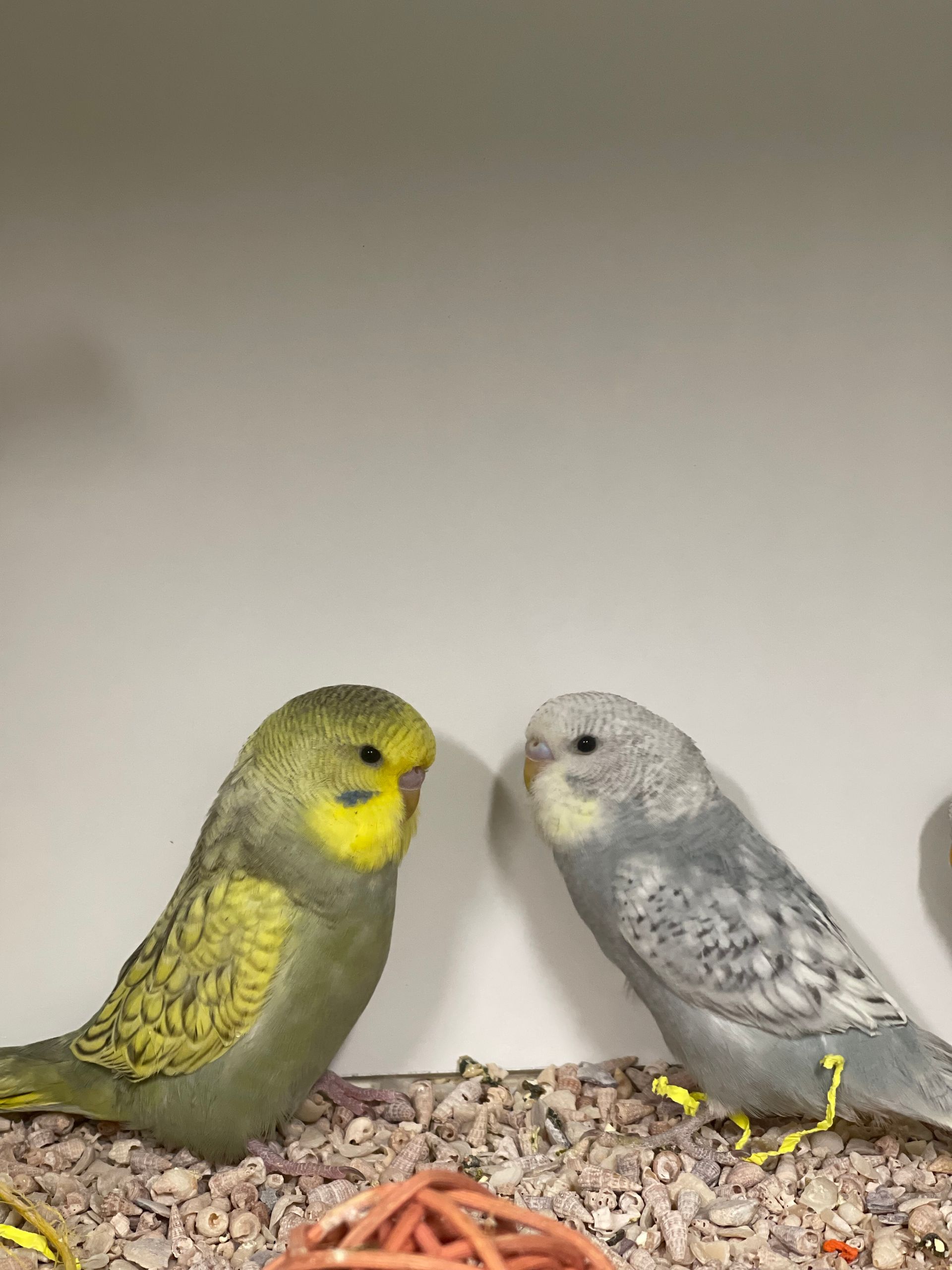 Birds3