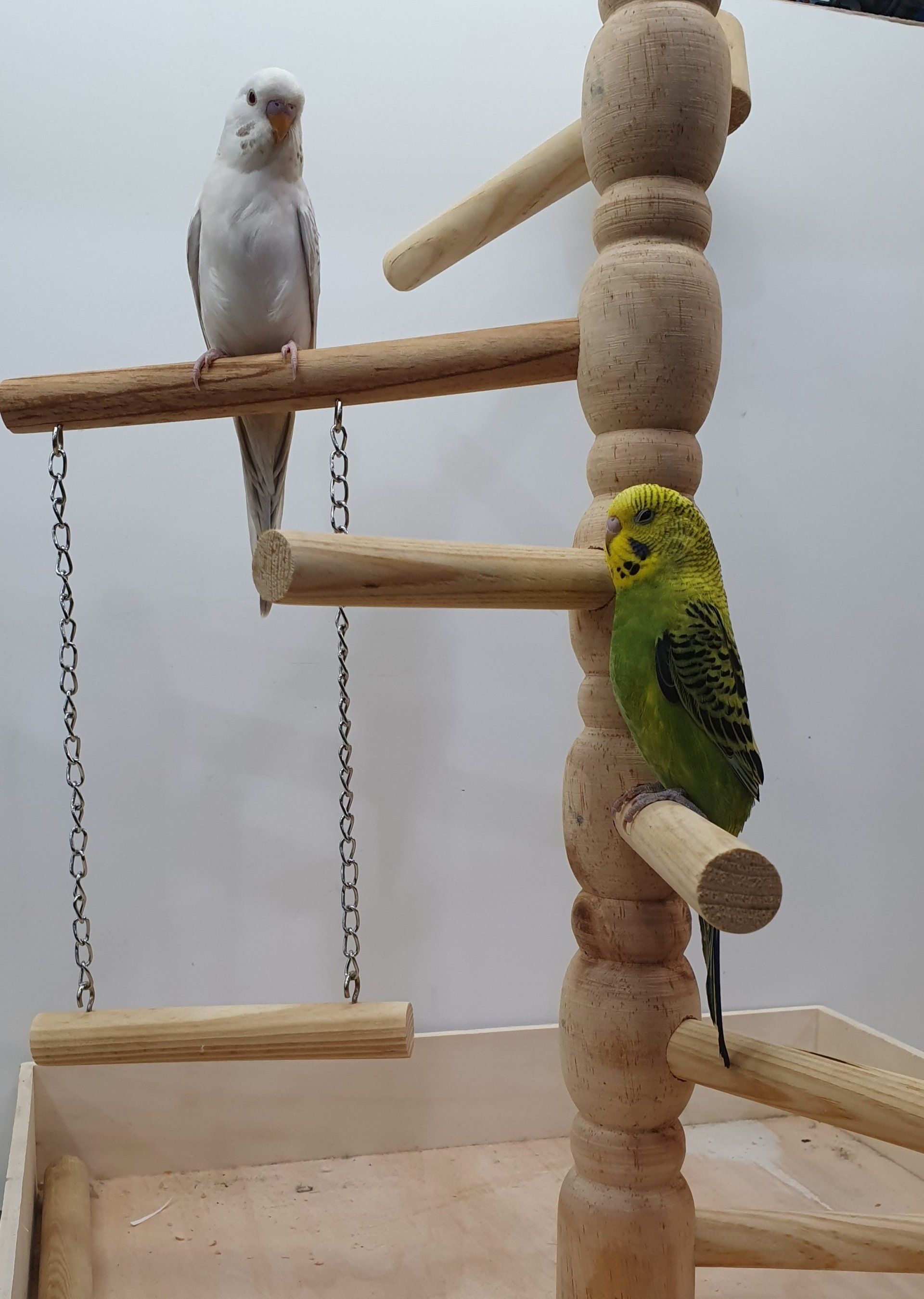 Birds1