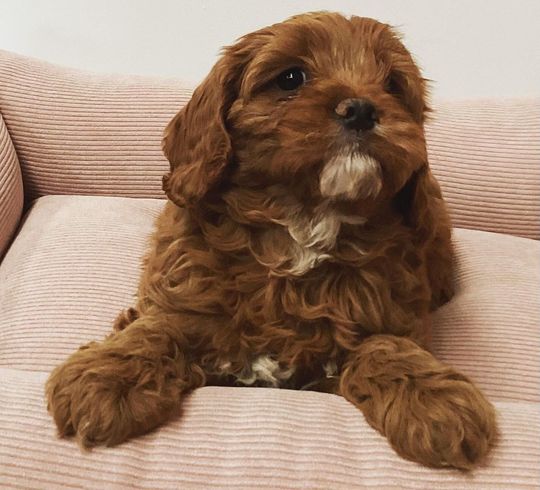CAVOODLE