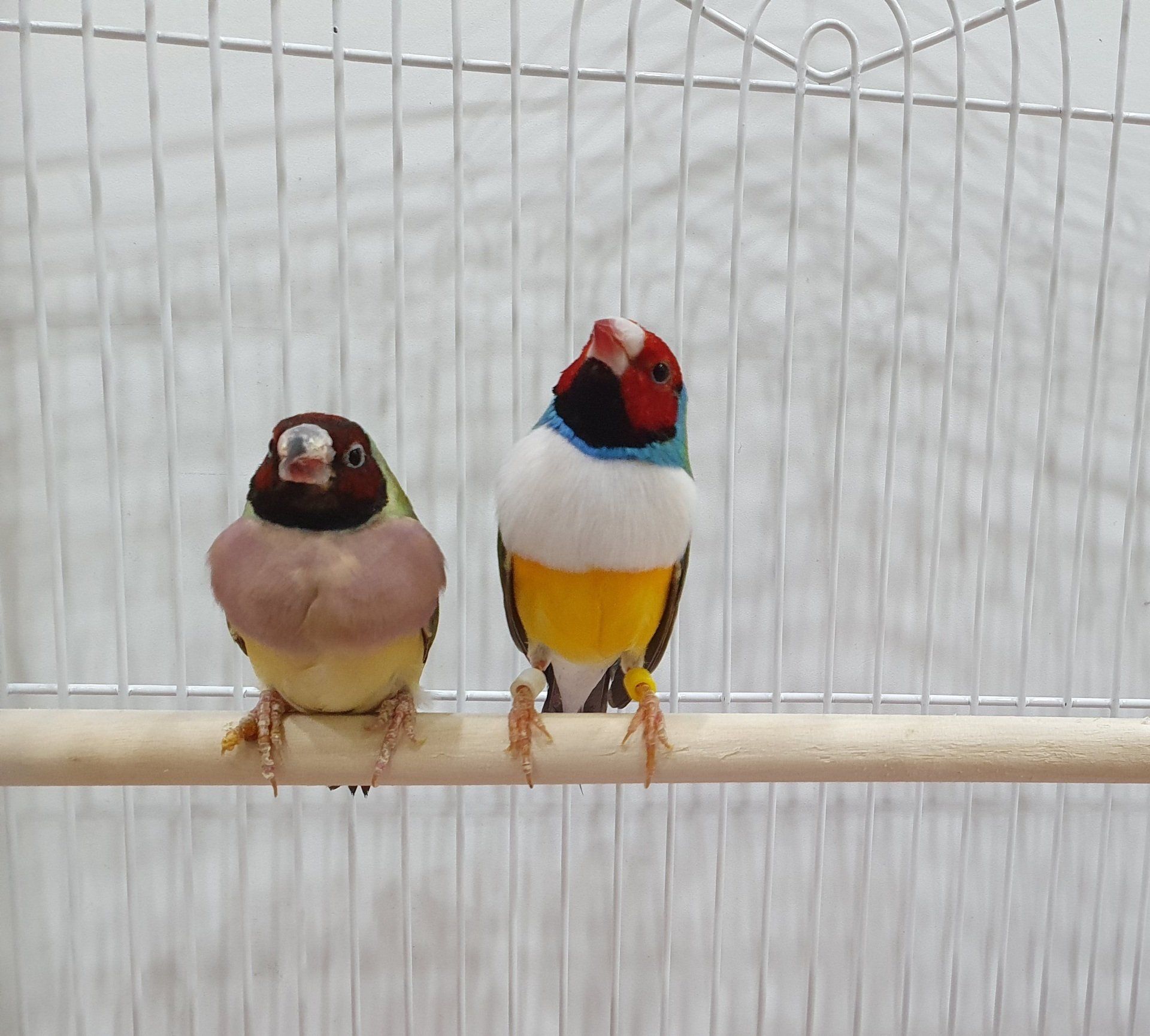 Gouldians