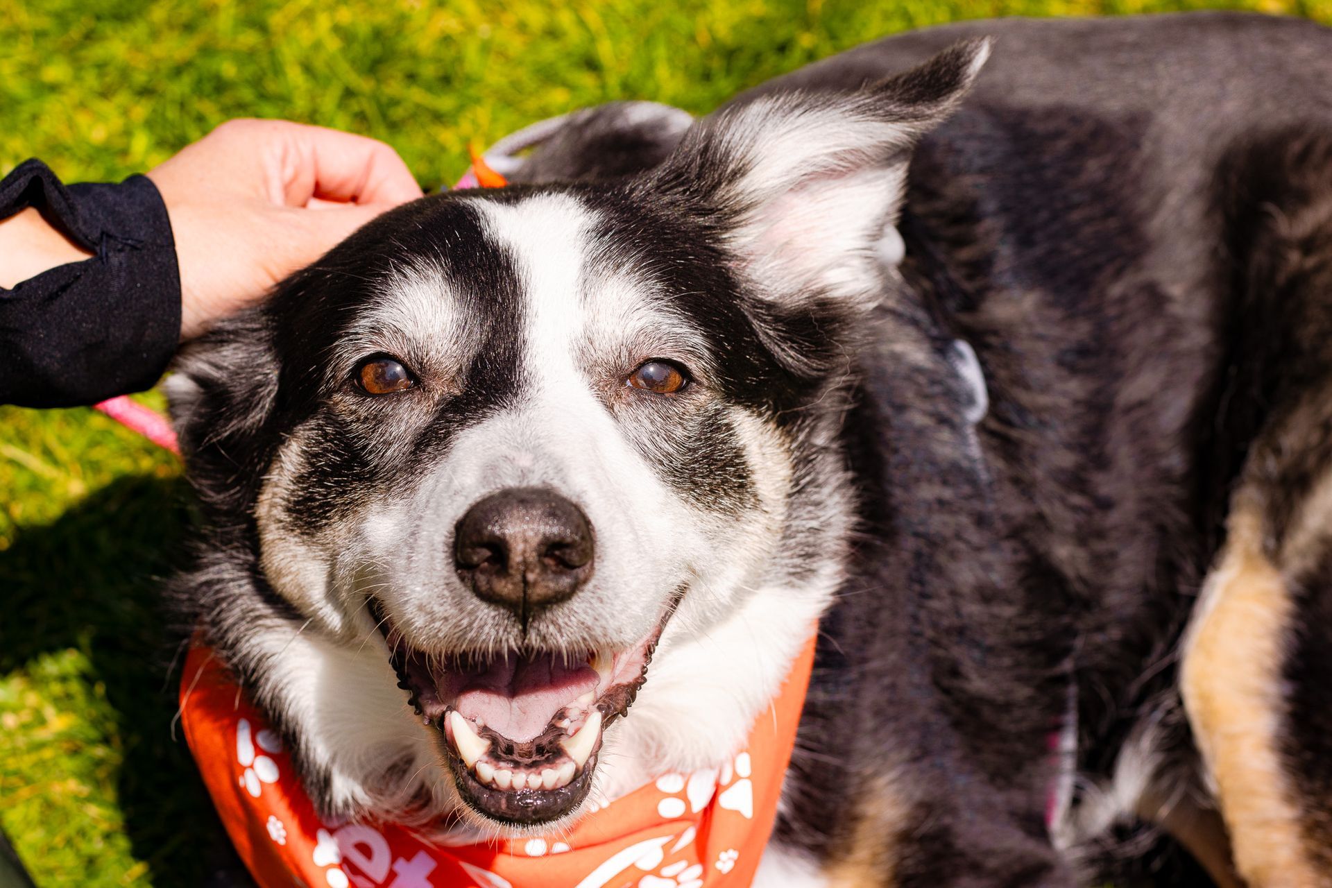Dog relaxing outside during a professional pet photography session in Oregon
