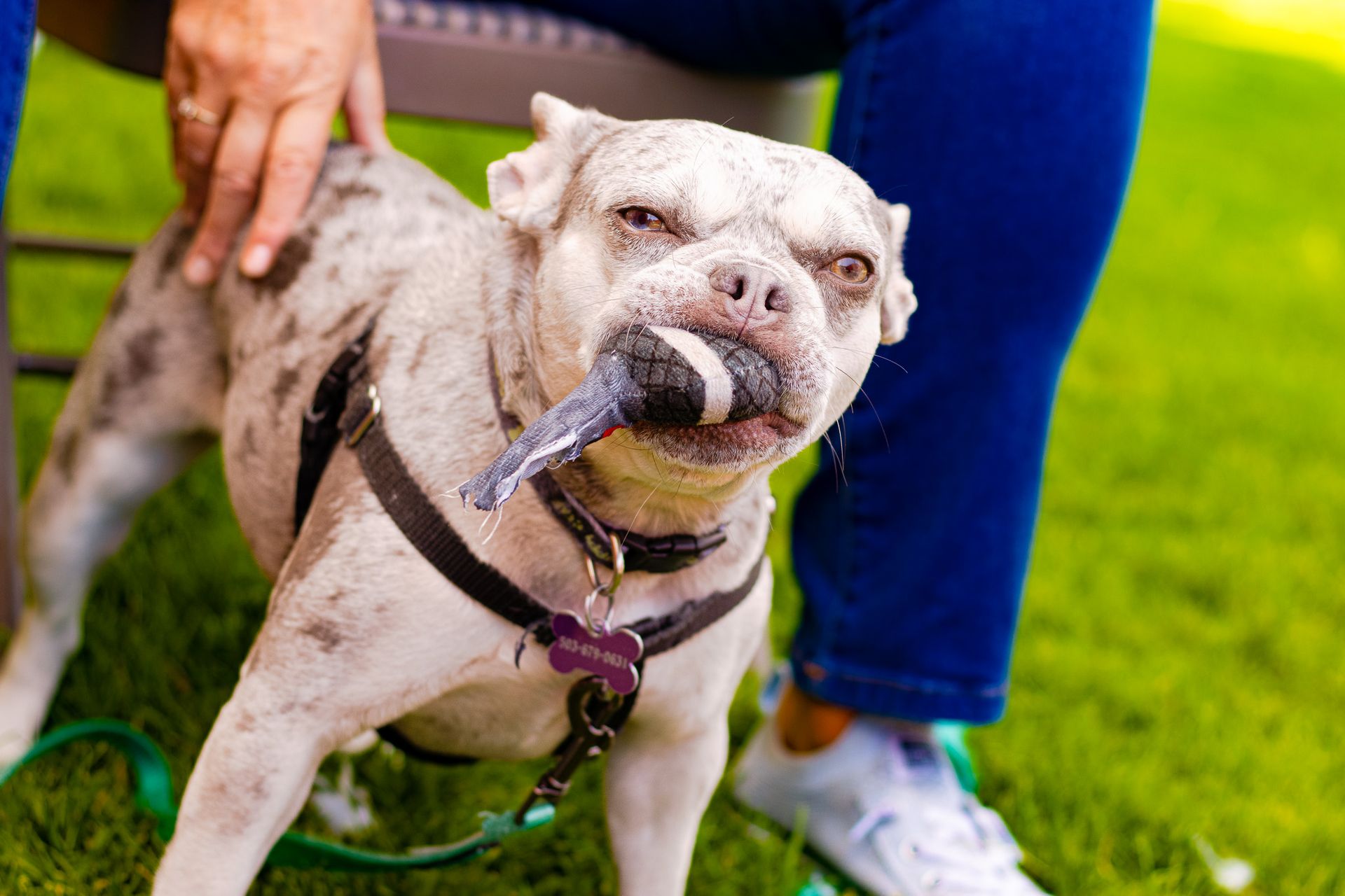 Dog relaxing outside during a professional pet photography session in Oregon
