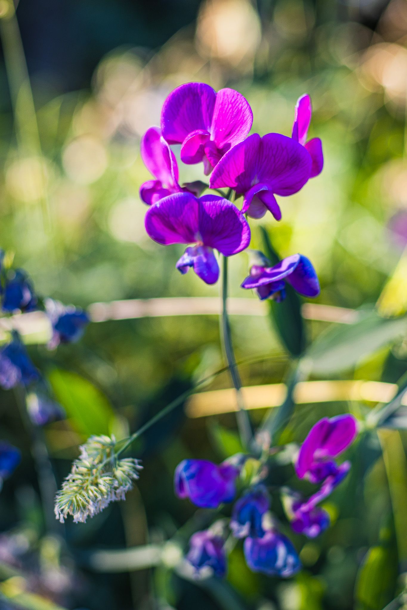 Wild purple flower blooming naturally in Aumsville Oregon, surrounded by soft greenery and natural outdoor light.