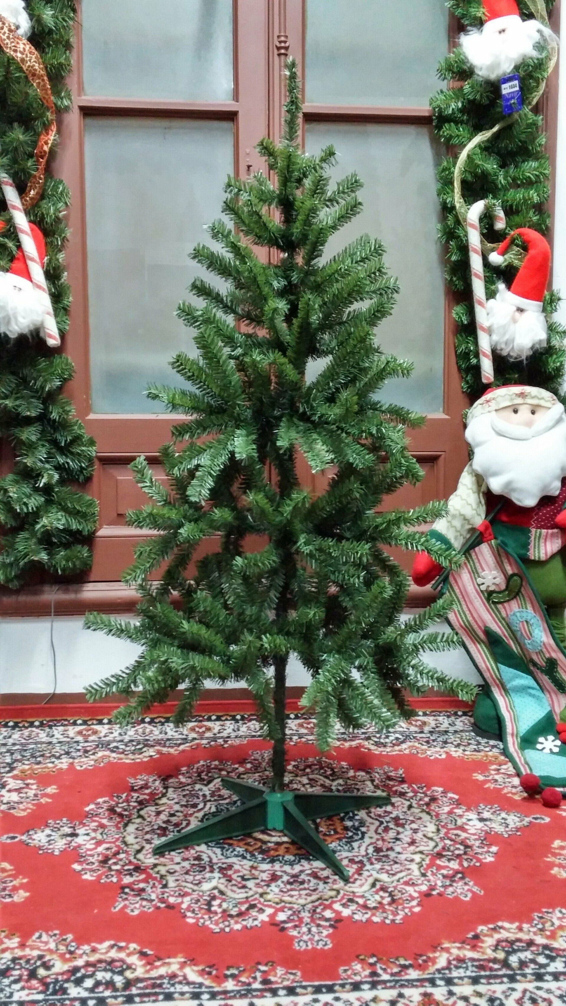 arbusto eucaria 2
