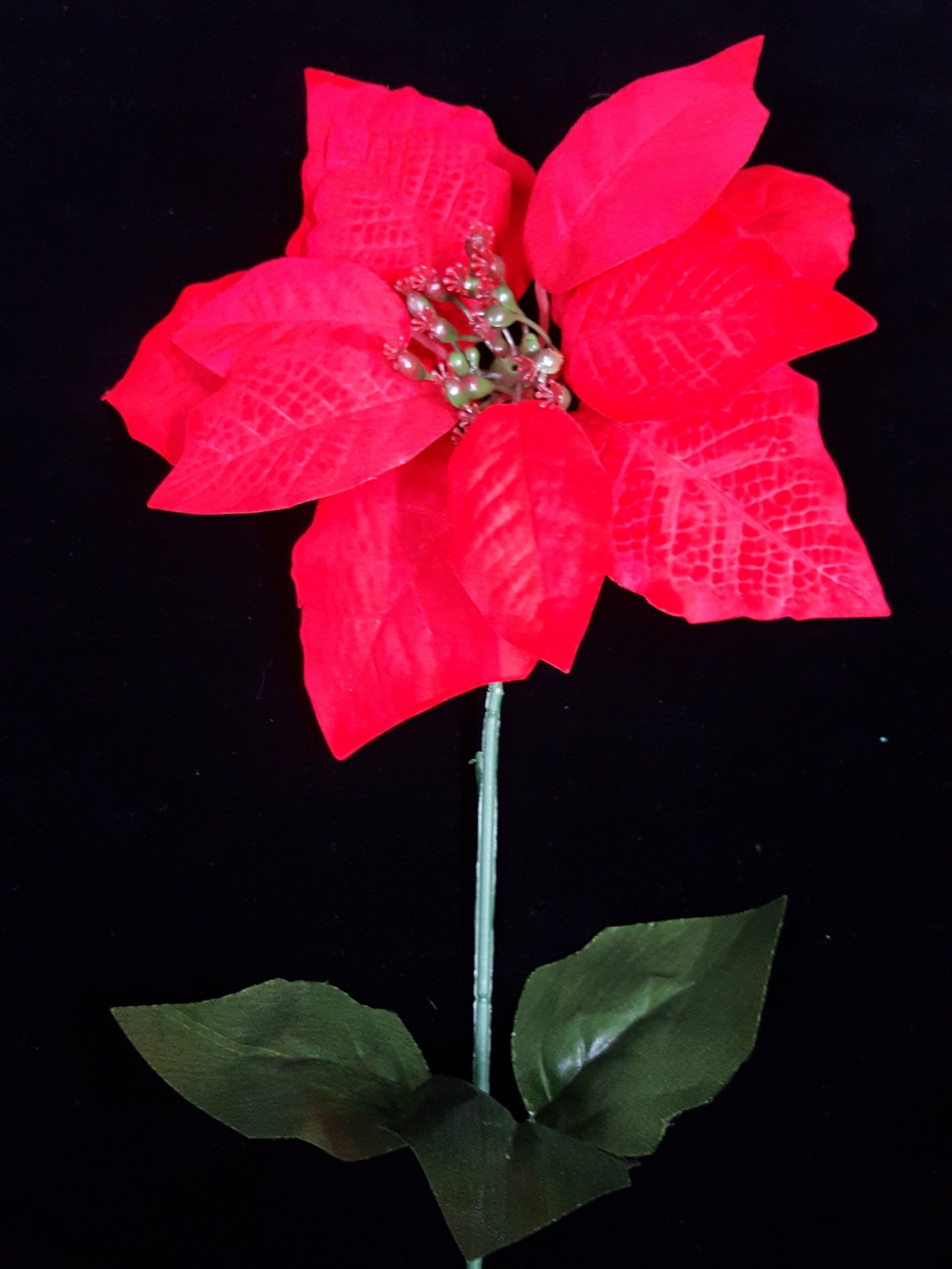 Flor de pascua roja con hojas verdes sobre fondo oscuro