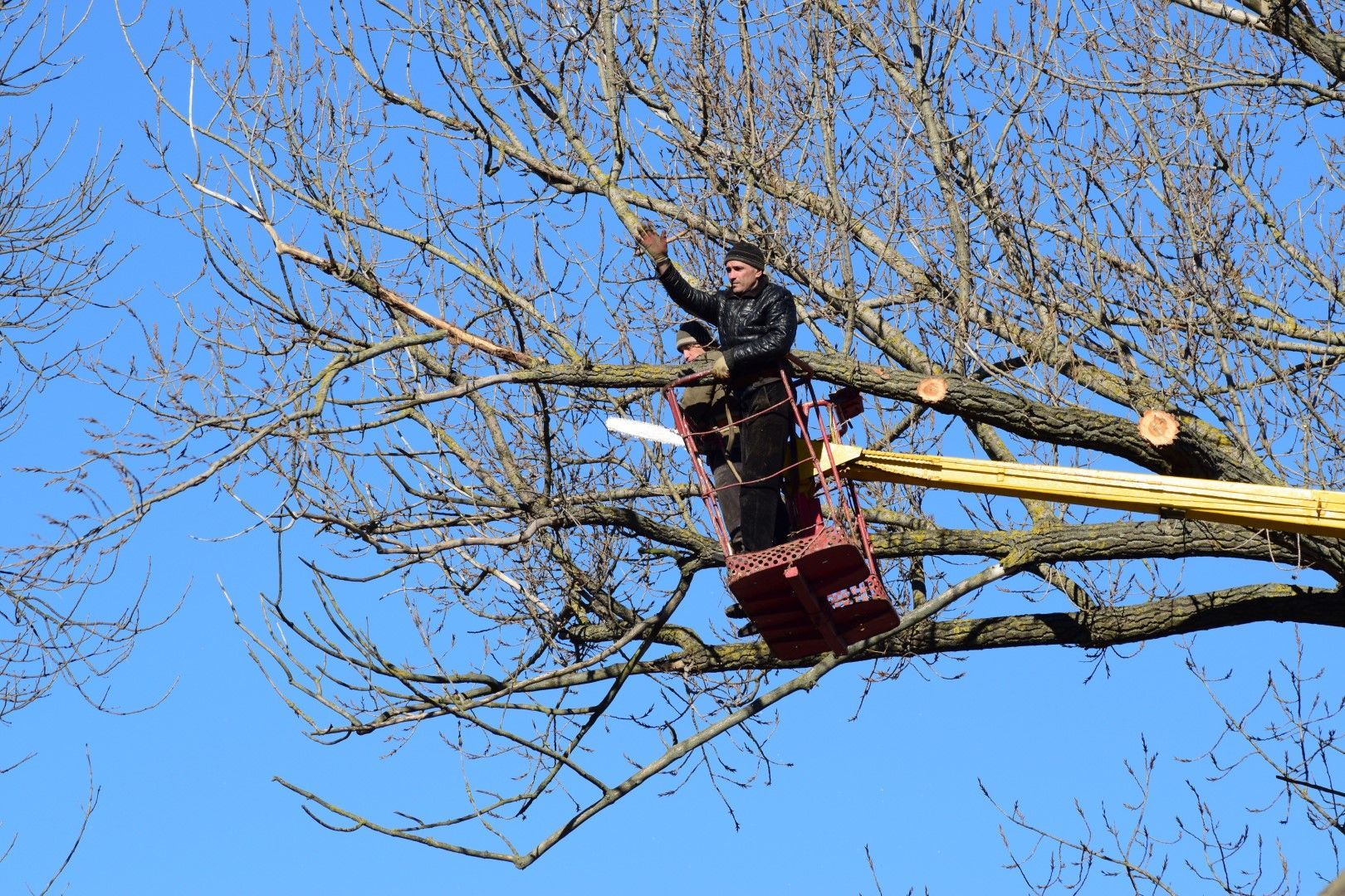A man in a bucket is cutting a tree with a chainsaw.