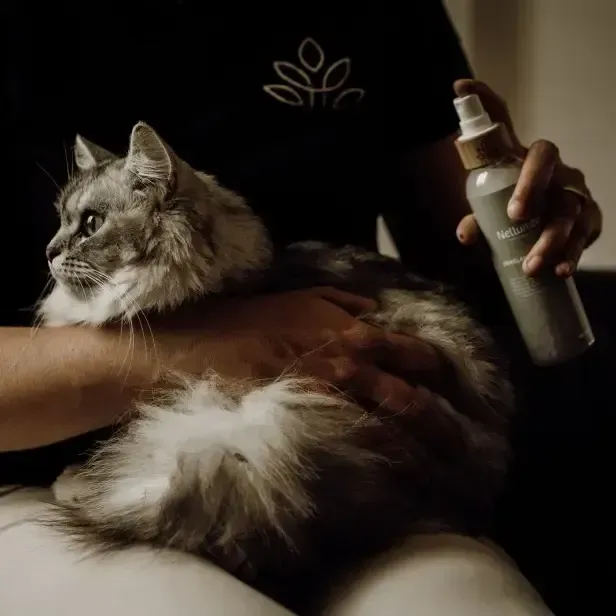 Une personne tenant un chat gris duveteux, vaporisant du liquide avec une bouteille.