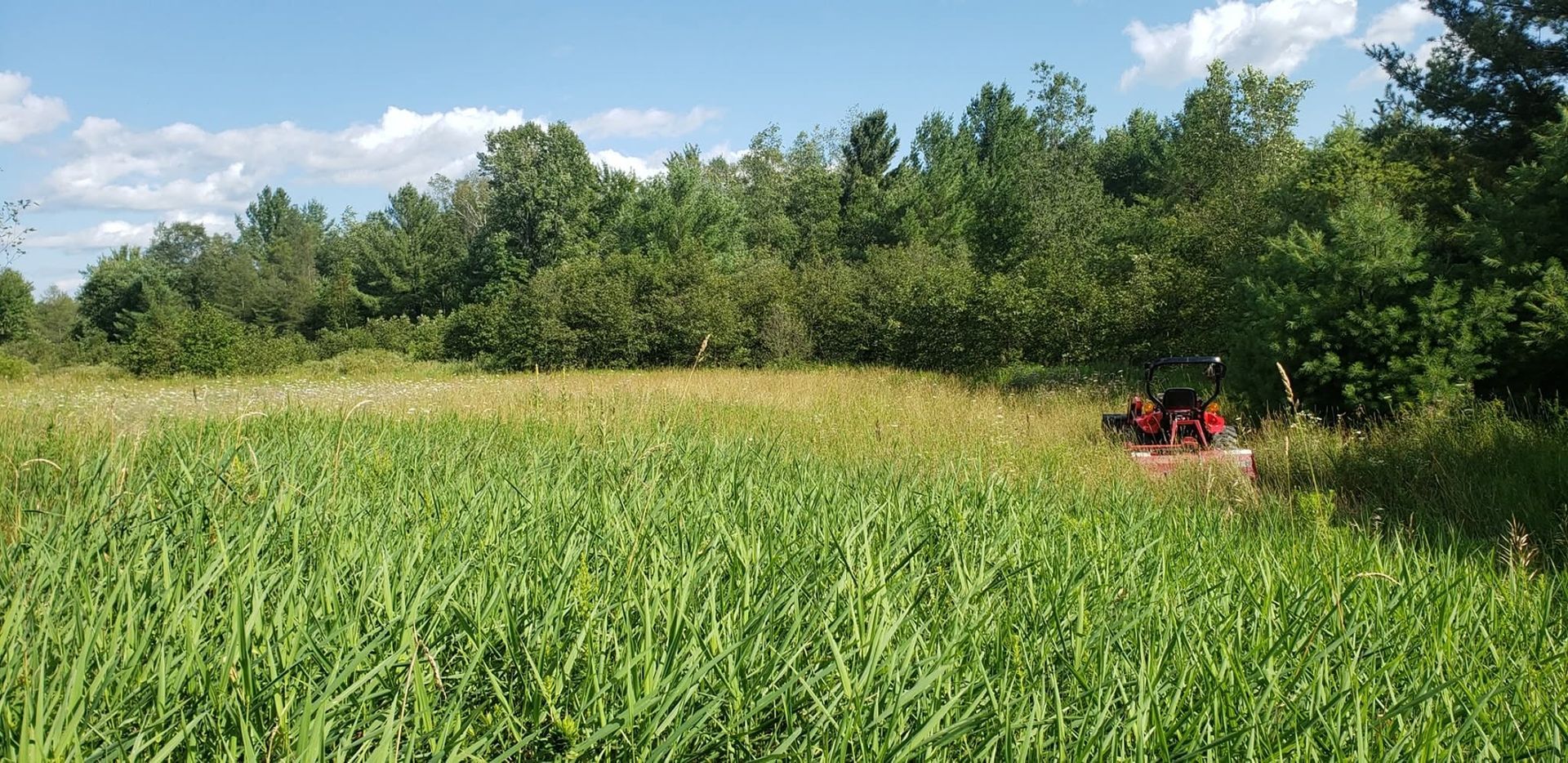 Red mower cutting tall grass in a green field beside a tree line under a blue sky