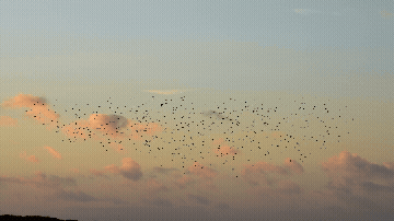 Fluffy pink clouds at sunset with a large flock of birds flying across the sky Fluffy pink clouds at sunset with a large flock of birds flying across the sky