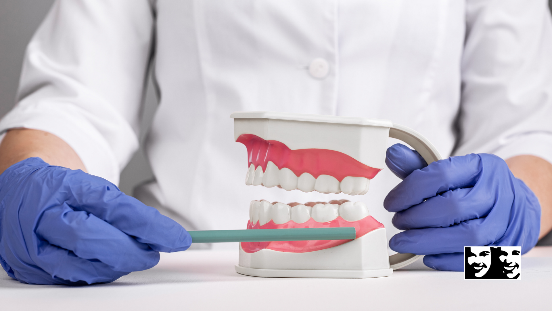 A dentist is brushing a model of teeth with a toothbrush.