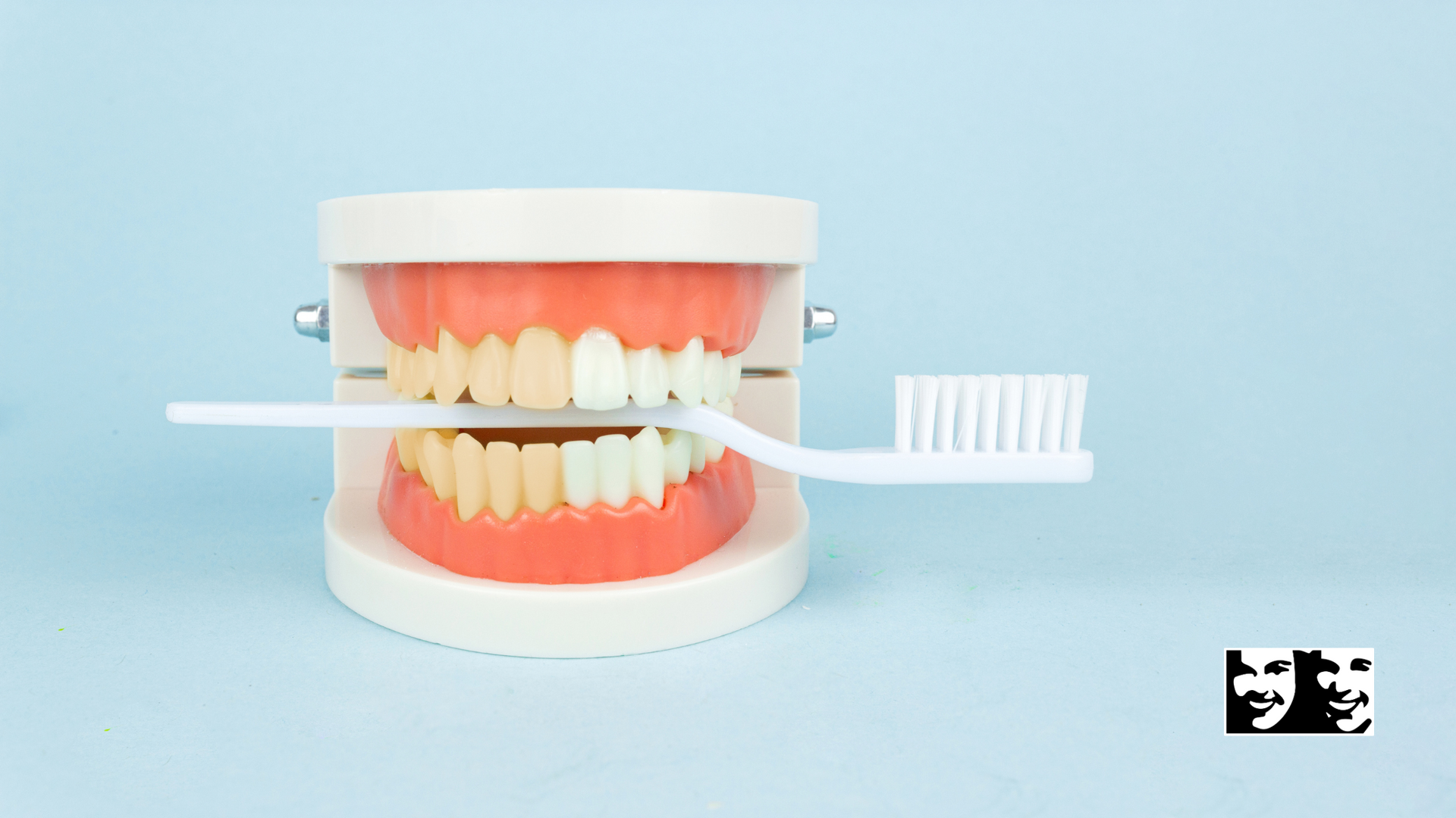 A model of teeth is being cleaned with a toothbrush.