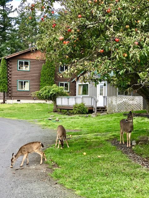 3 deer