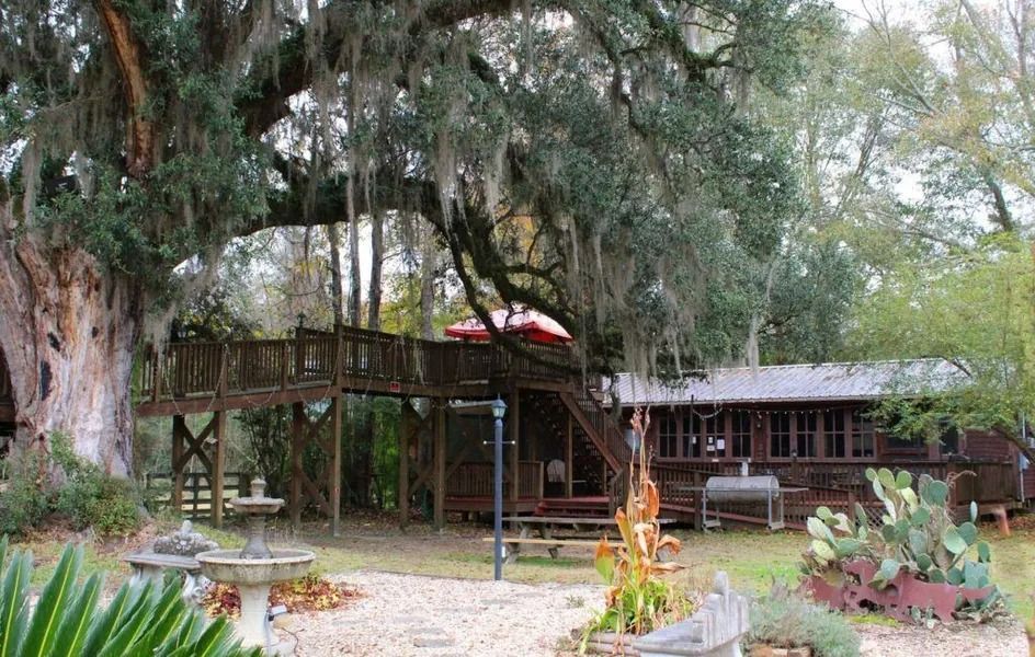 Wooden deck and stairway beside a rustic cabin under large mossy trees in a garden courtyard