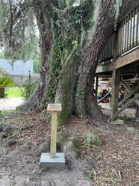 Large tree beside a wooden deck with a small sign mounted on a post in a leafy park setting