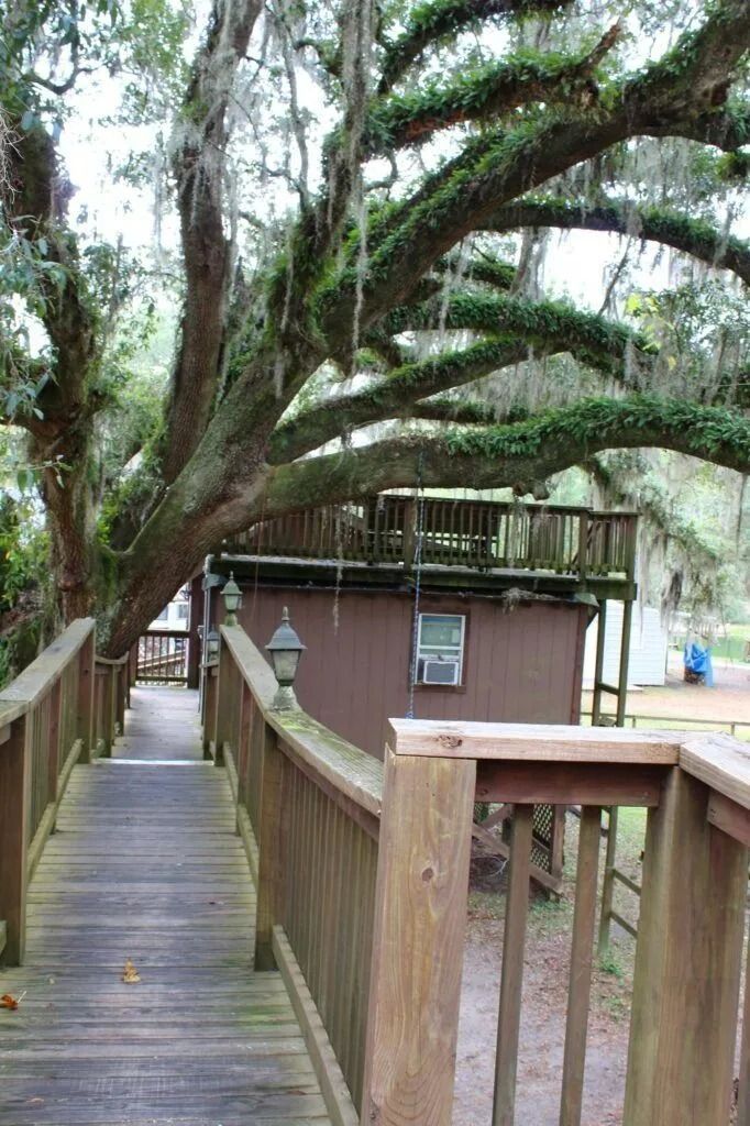 Wooden boardwalk leading to a small brown building under sprawling tree branches