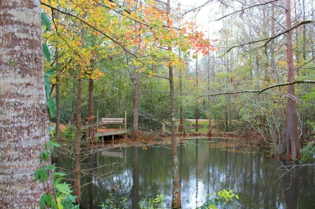 Wooded pond with a small dock and autumn-colored trees reflected in still water