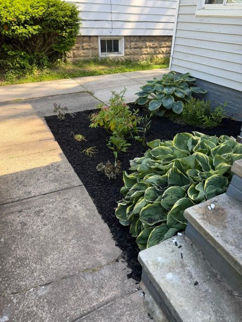 Front walkway beside a house with a concrete path and a black-mulched garden bed of green hostas.
